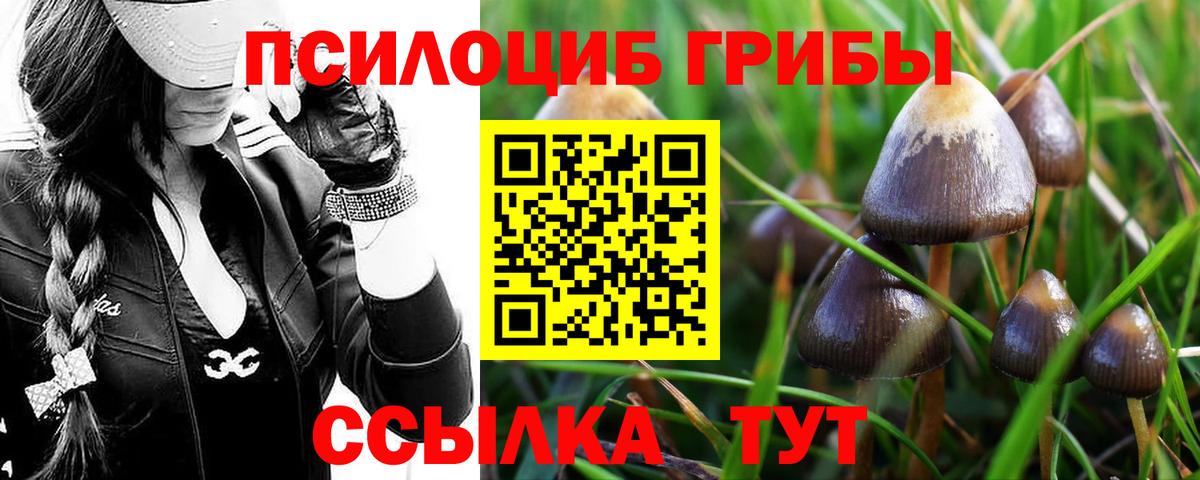 Котлас  Псилоцибиновые грибы Psilocybine cubensis  наркошоп  Вход с VPN  Псилоцибиновые грибы прущие грибы 